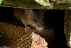 Rat Removal